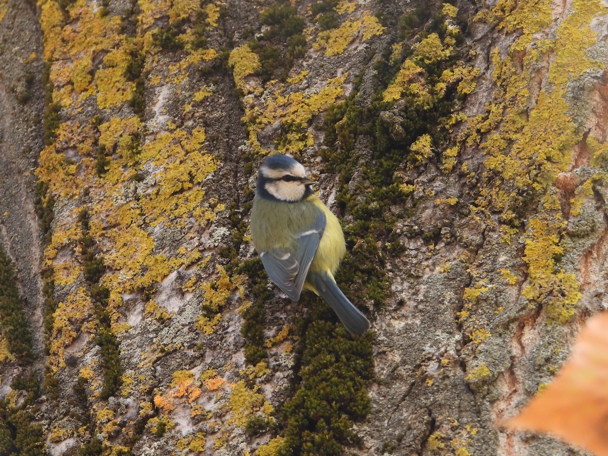 blåmeis - ML646040522