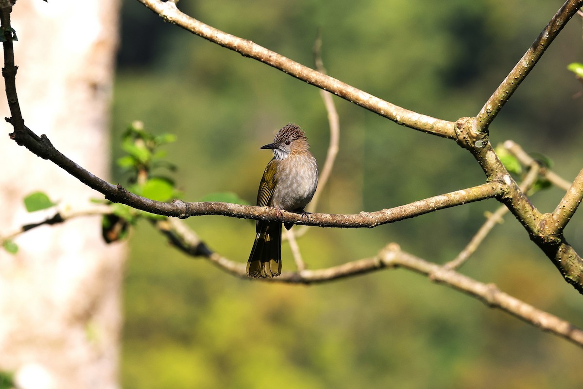 kanelbrystbylbyl - ML646040524