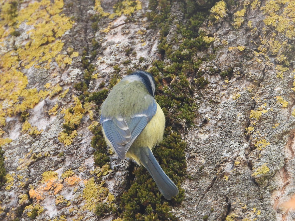 blåmeis - ML646040525