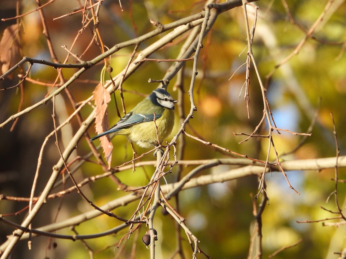 blåmeis - ML646040526