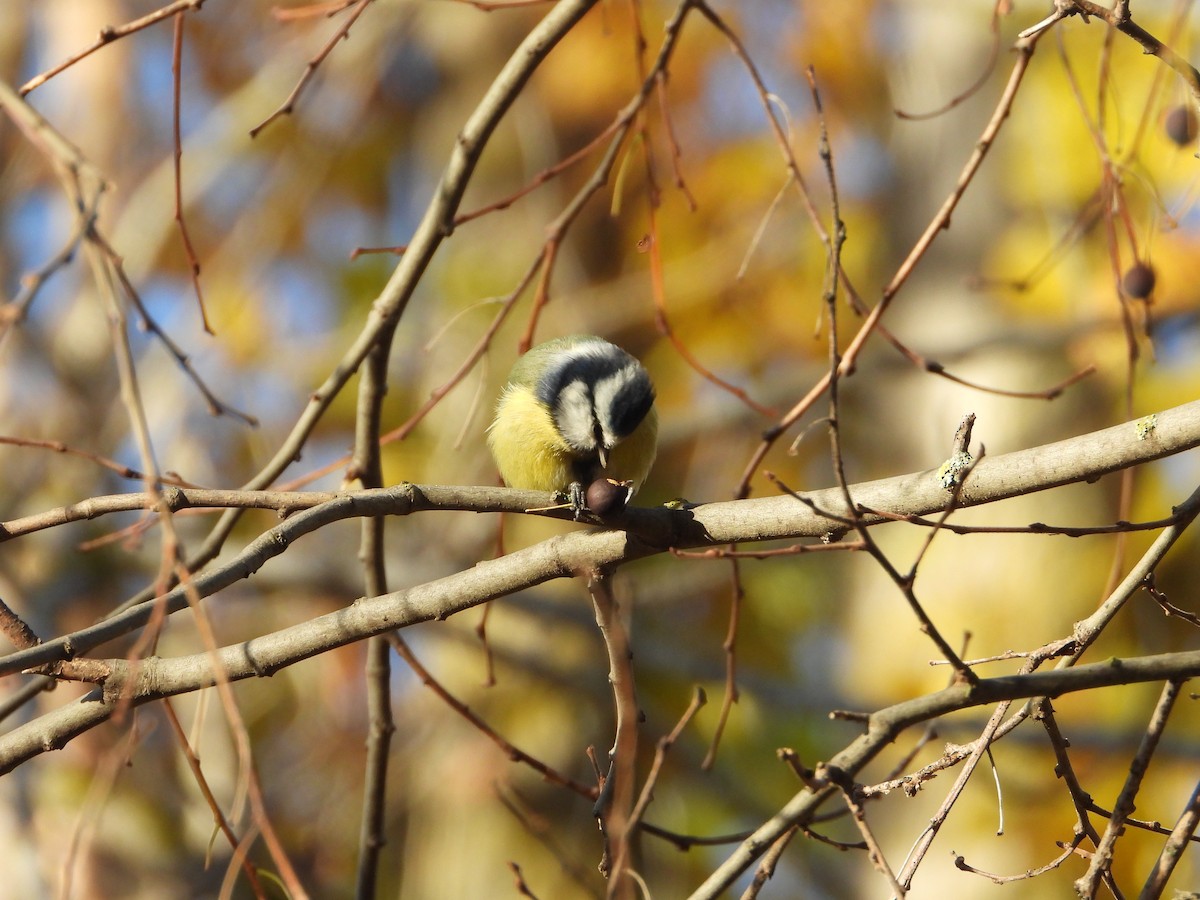 blåmeis - ML646040527