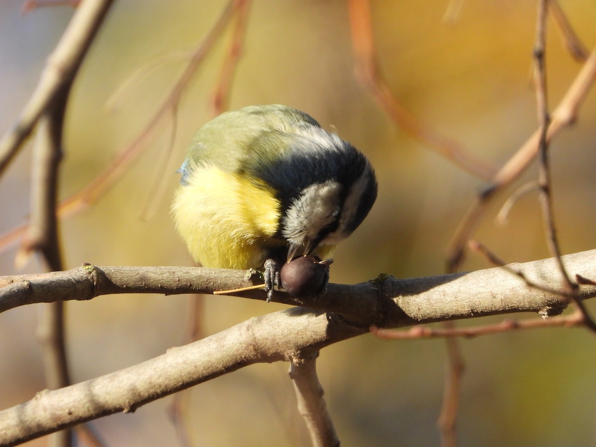 blåmeis - ML646040528