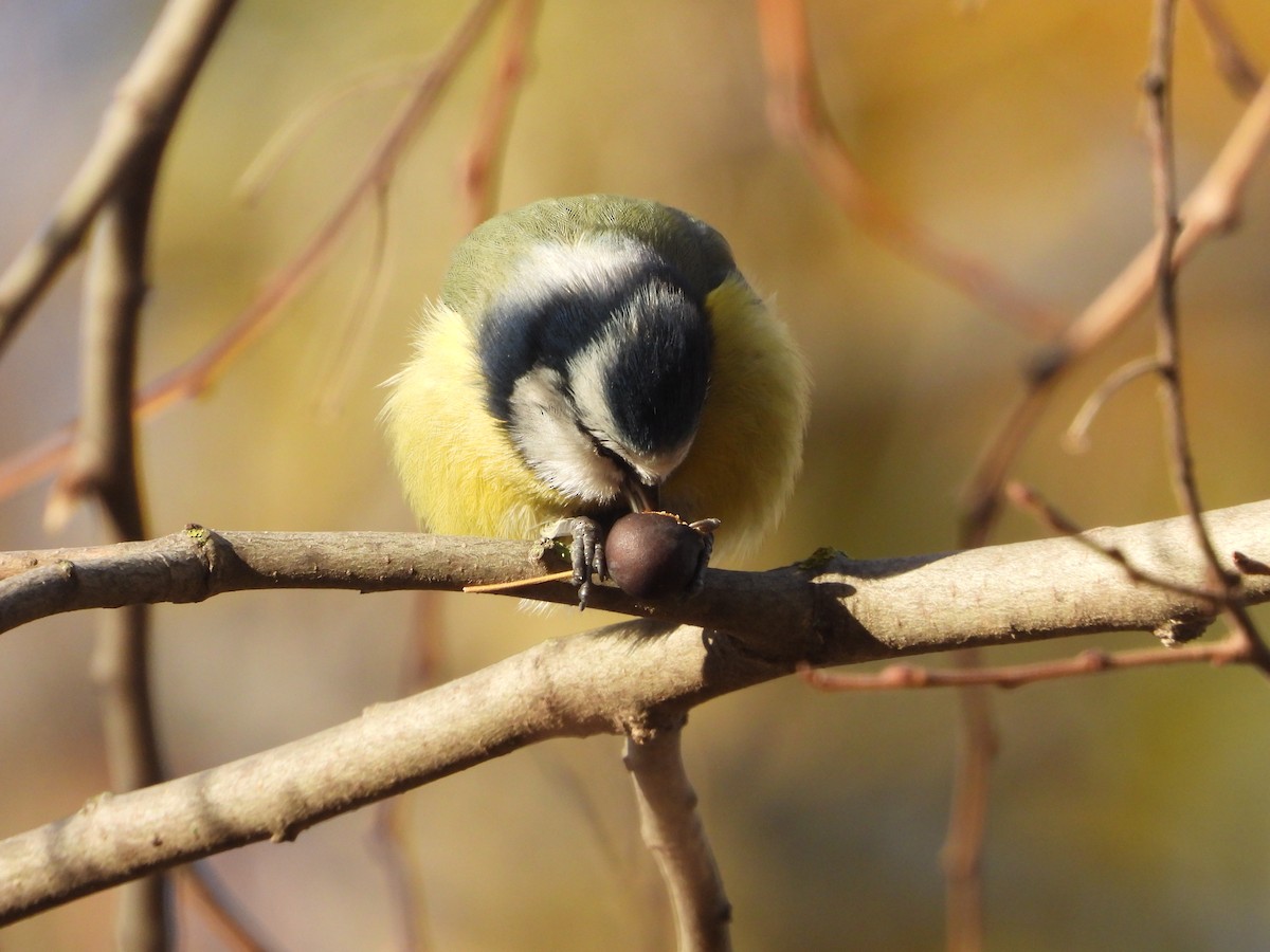 blåmeis - ML646040529