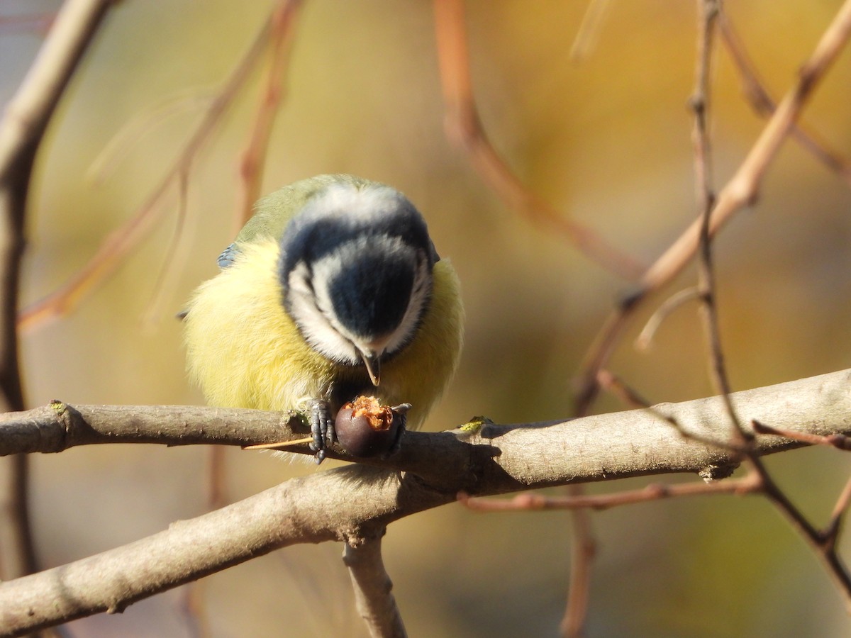blåmeis - ML646040530