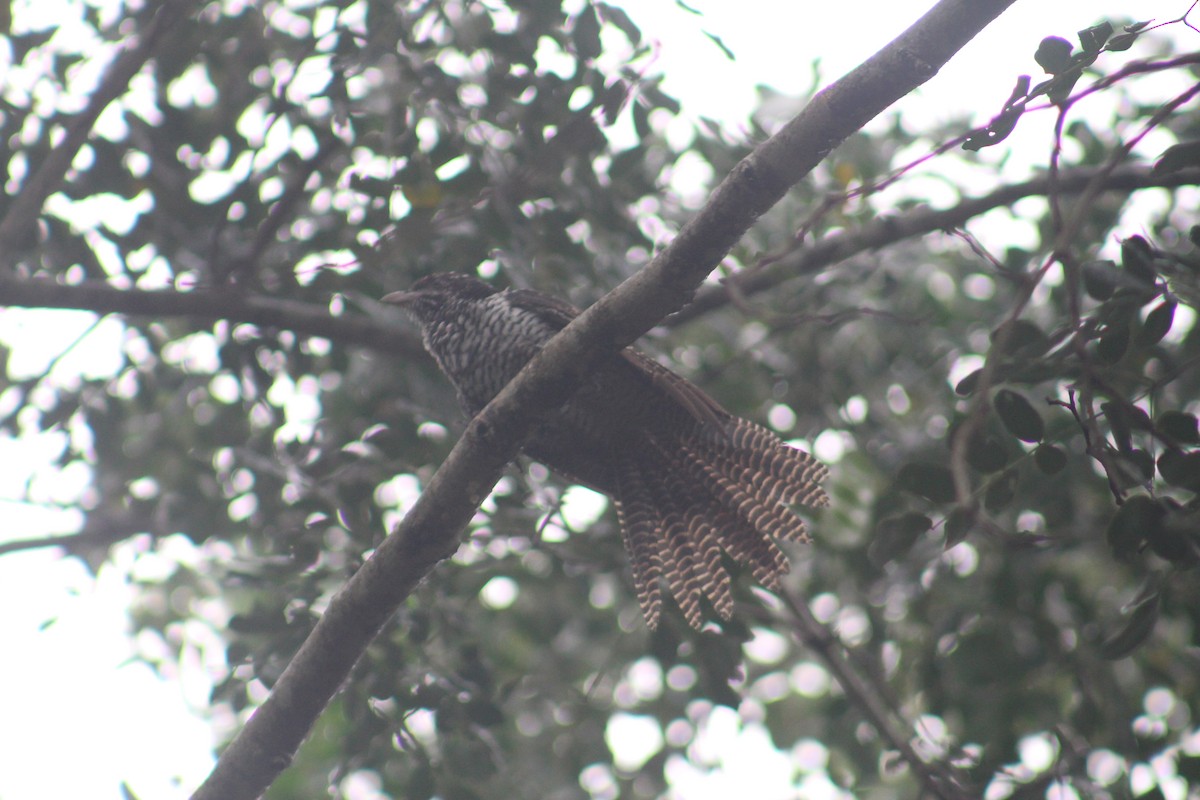 grønnebbkoel - ML646040532