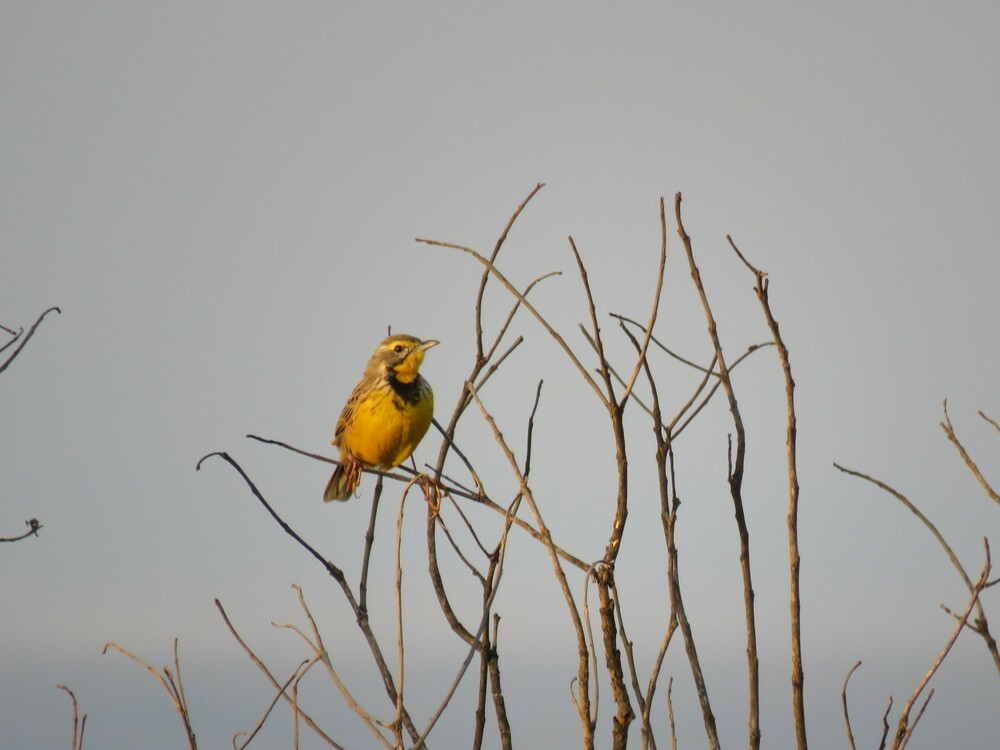 gulstrupepiplerke - ML646040533