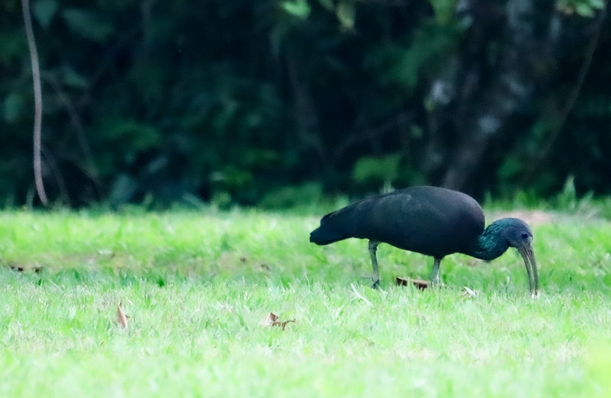 grønnakkeibis - ML646040534