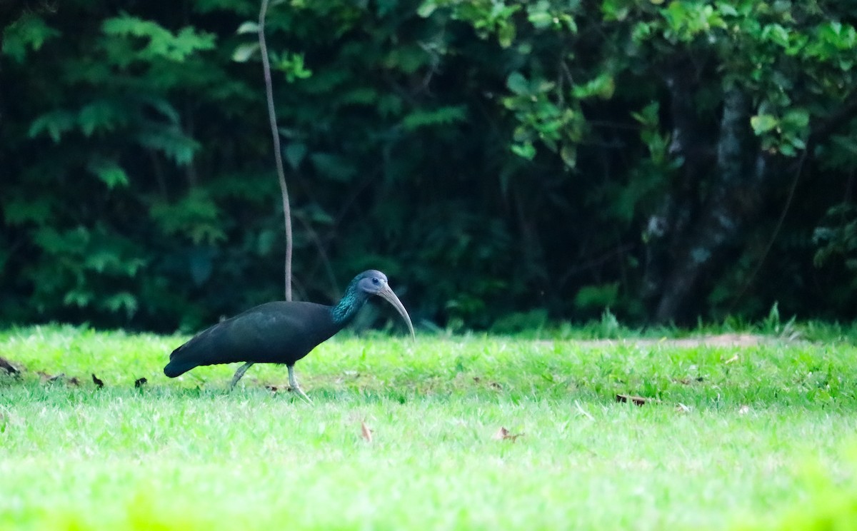 grønnakkeibis - ML646040535