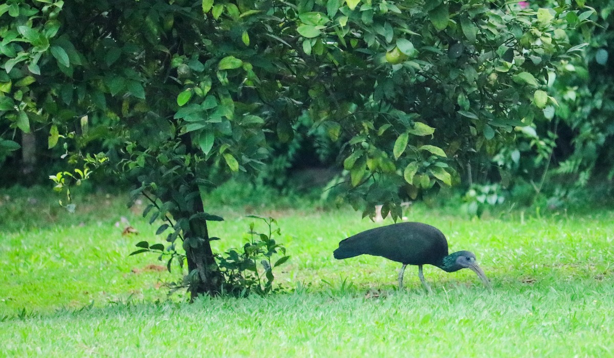 grønnakkeibis - ML646040536