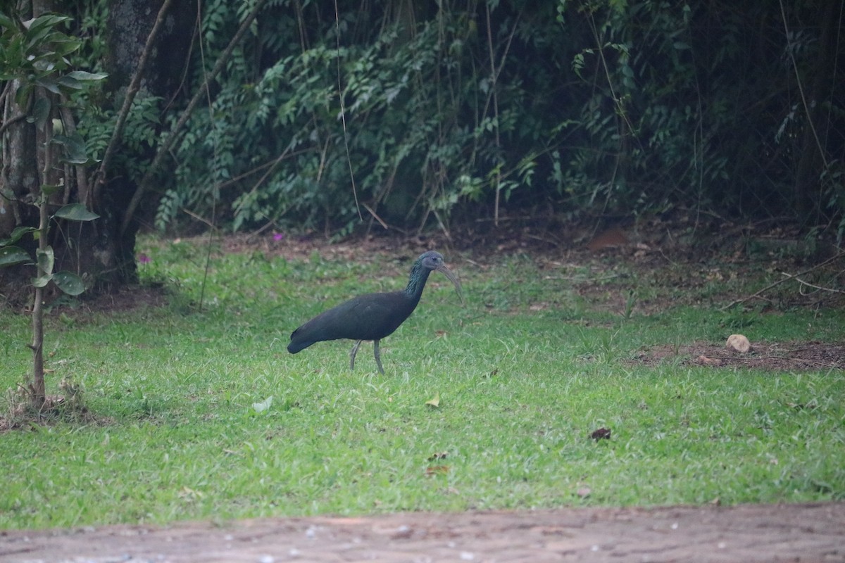 grønnakkeibis - ML646040537