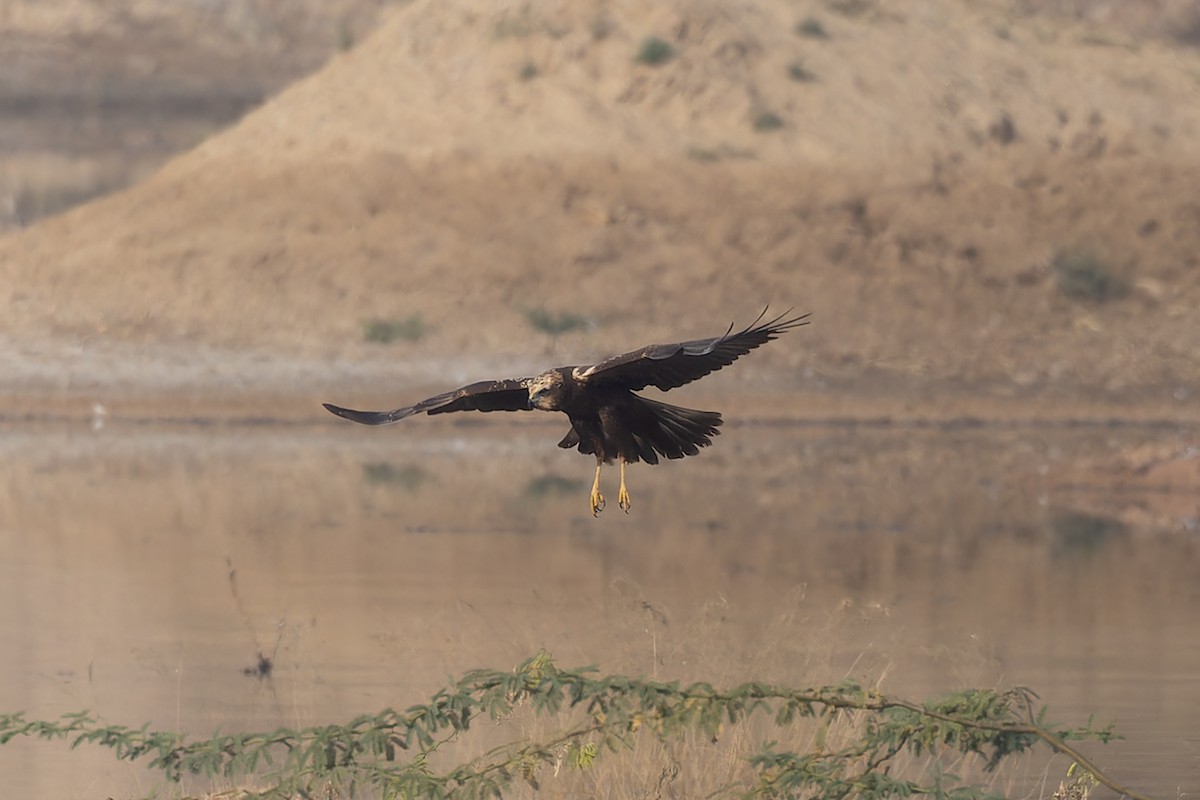 sivhauk - ML646040538