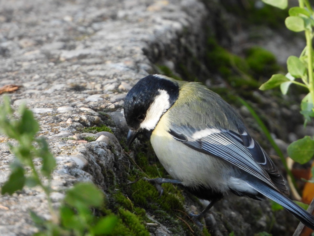 kjøttmeis - ML646040540