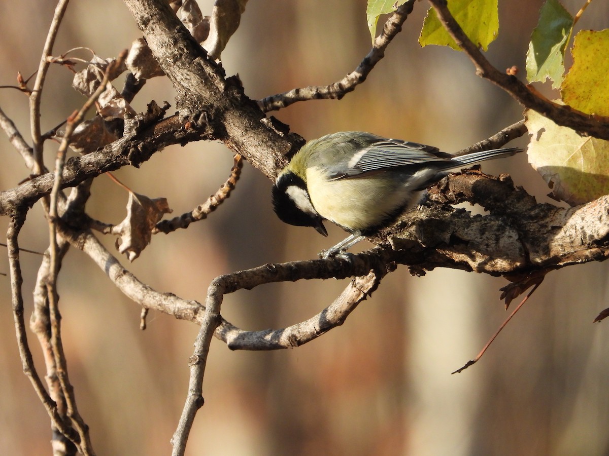 kjøttmeis - ML646040541