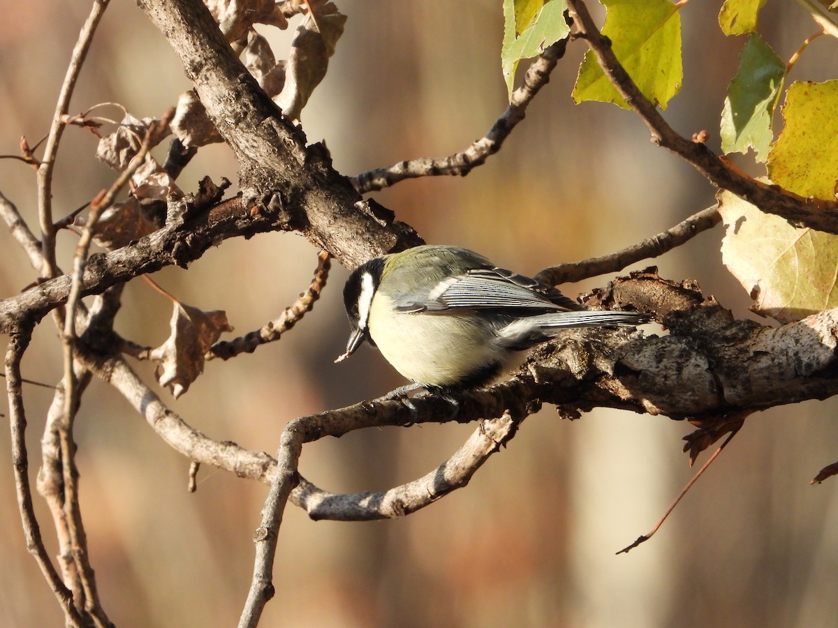 kjøttmeis - ML646040542