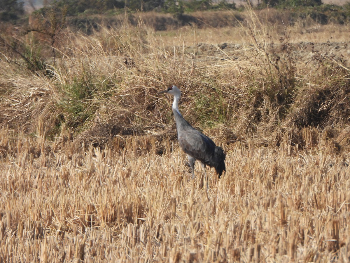 hvitnakketrane - ML646040545