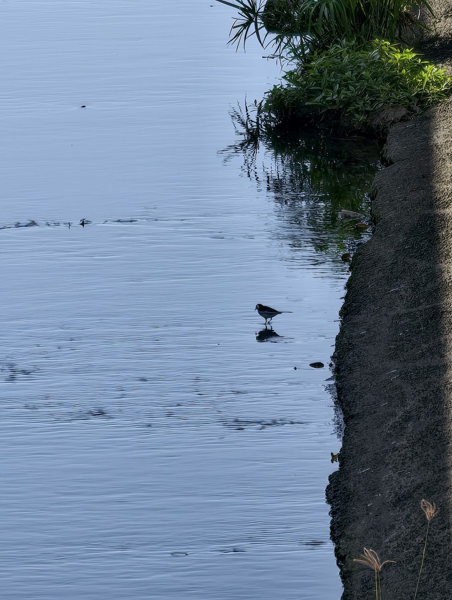 linerle - ML646040548