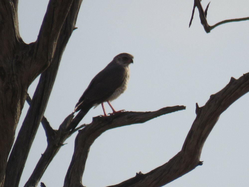 gabarhauk - ML646040550