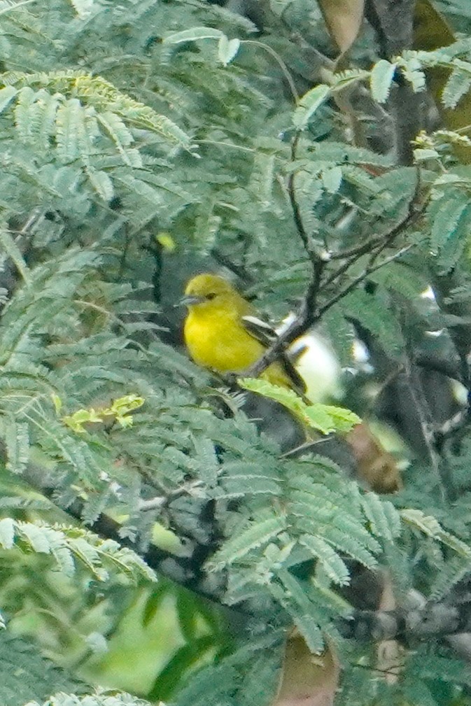 Common Iora - ML646040554