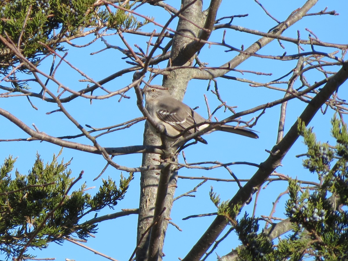 Kuzeyli Taklitçi - ML646040560