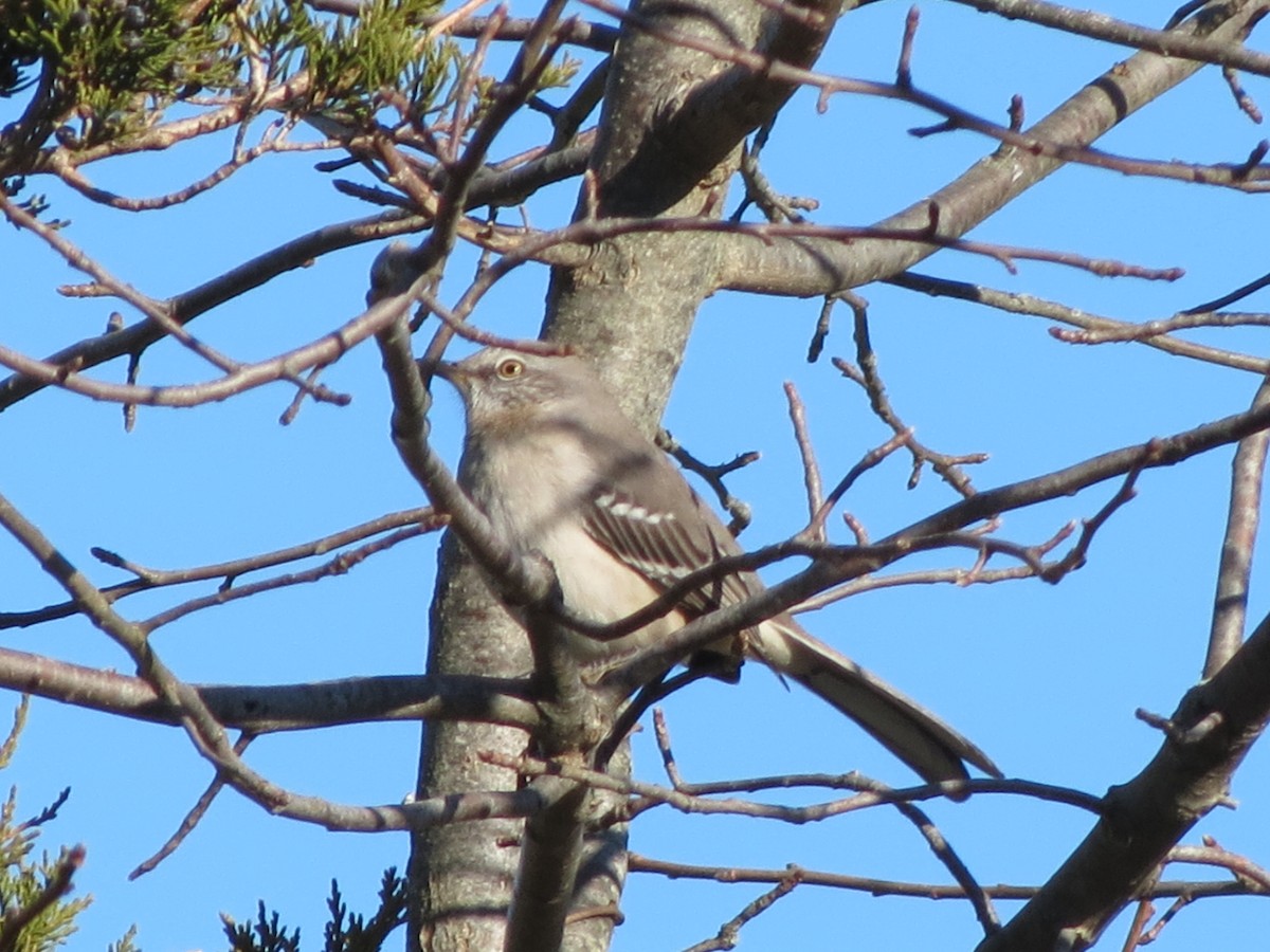 Sinsonte Norteño - ML646040563