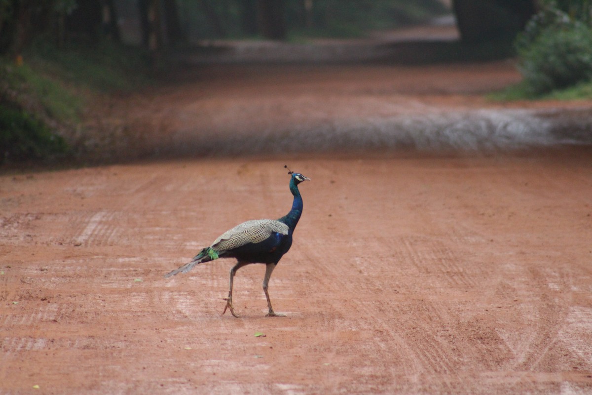 Pavo Real Común - ML646040564