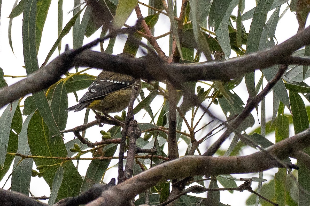 Pardalote Tasmano - ML646040566