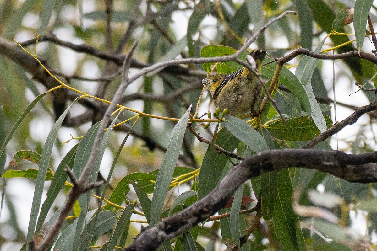 Pardalote Tasmano - ML646040567