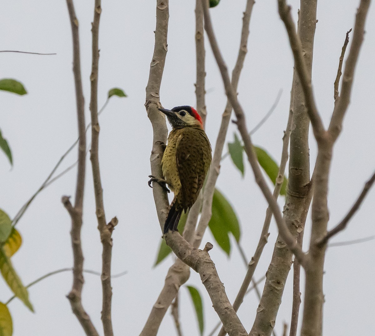 Carpintero Moteado - ML646040568