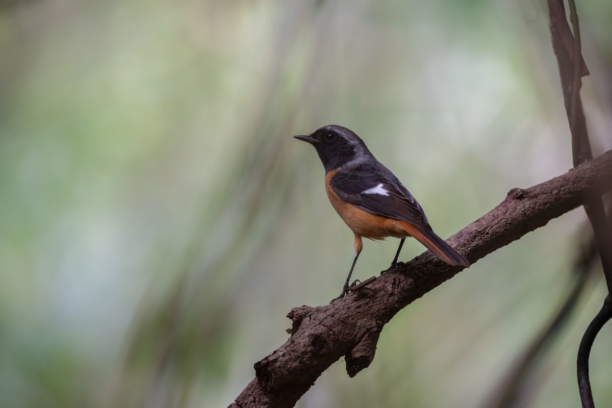 Colirrojo Dáurico - ML646040569