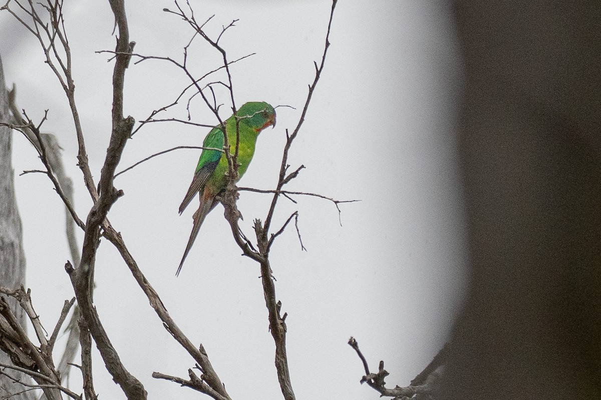 Periquito Migrador - ML646040570