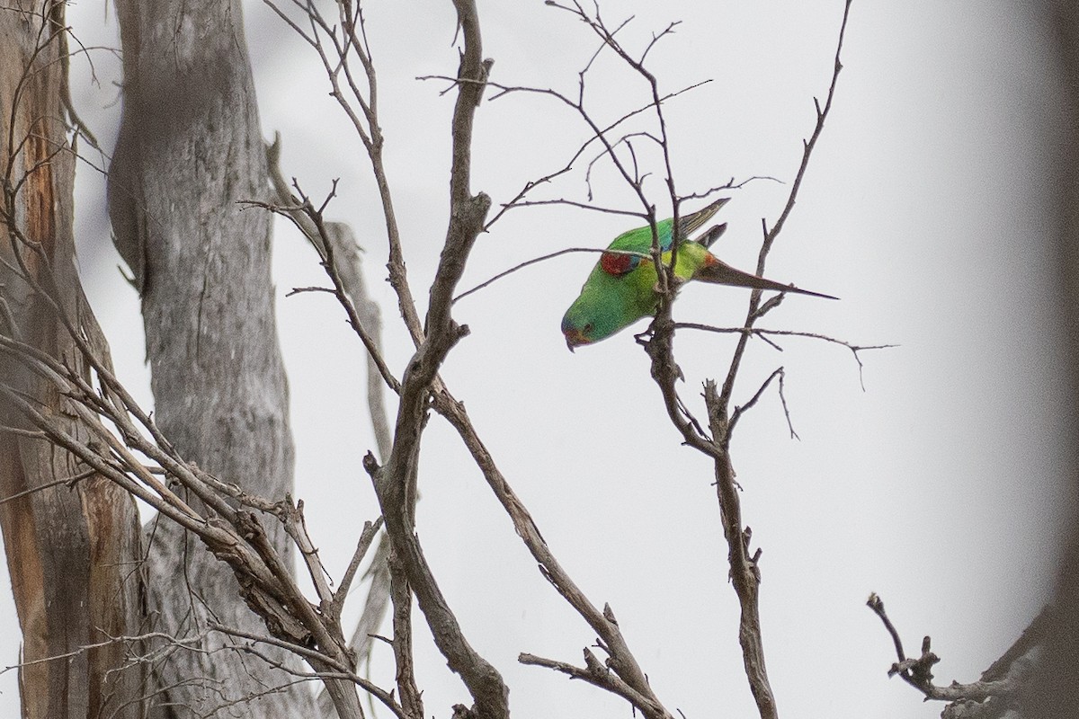 Periquito Migrador - ML646040571