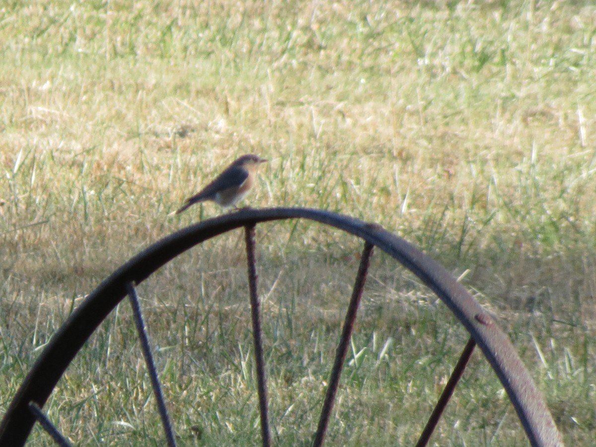 Azulejo Oriental - ML646040572