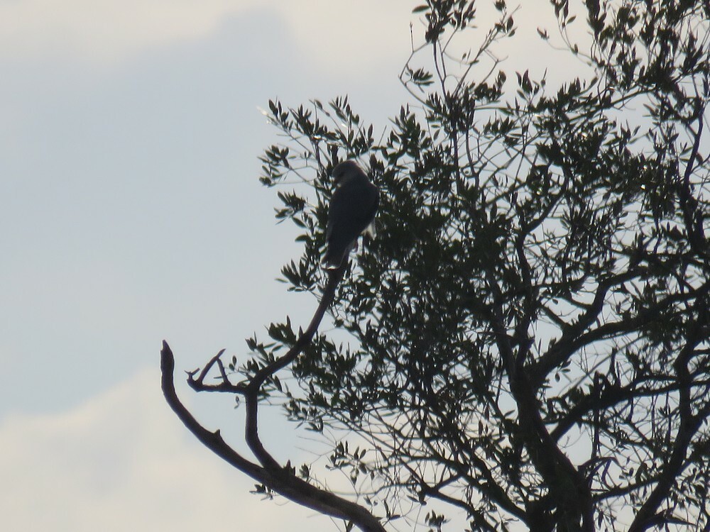 Elanio Común - ML646040573