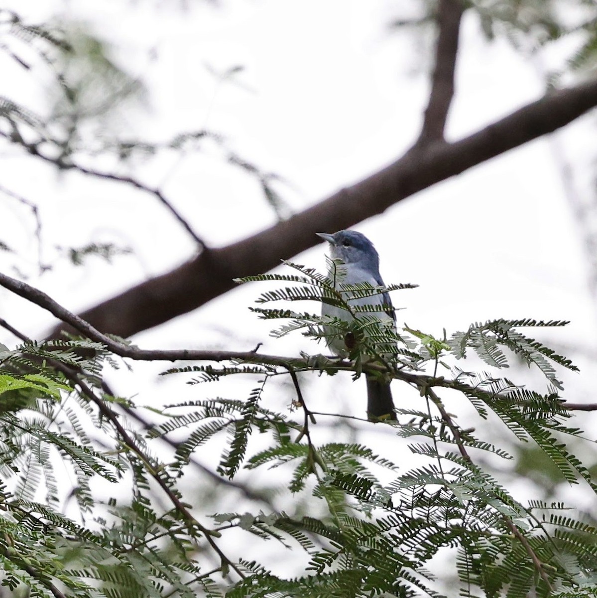 Conirrostro Culirrufo - ML646040574