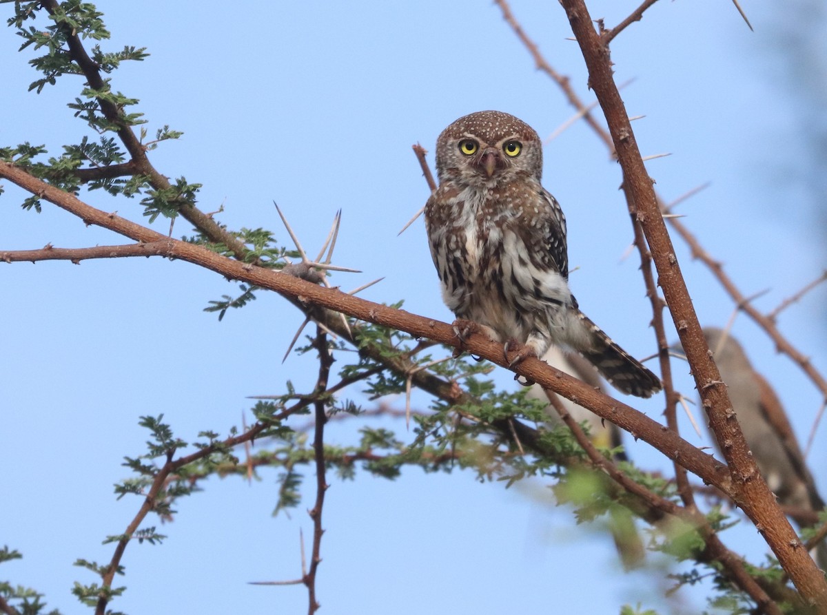 Mochuelo Perlado - ML646040575