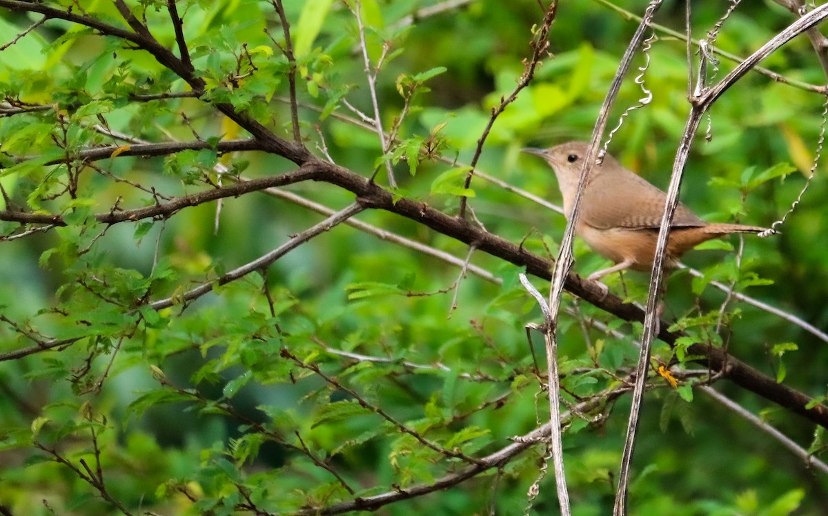 Chochín Criollo Sureño - ML646040576