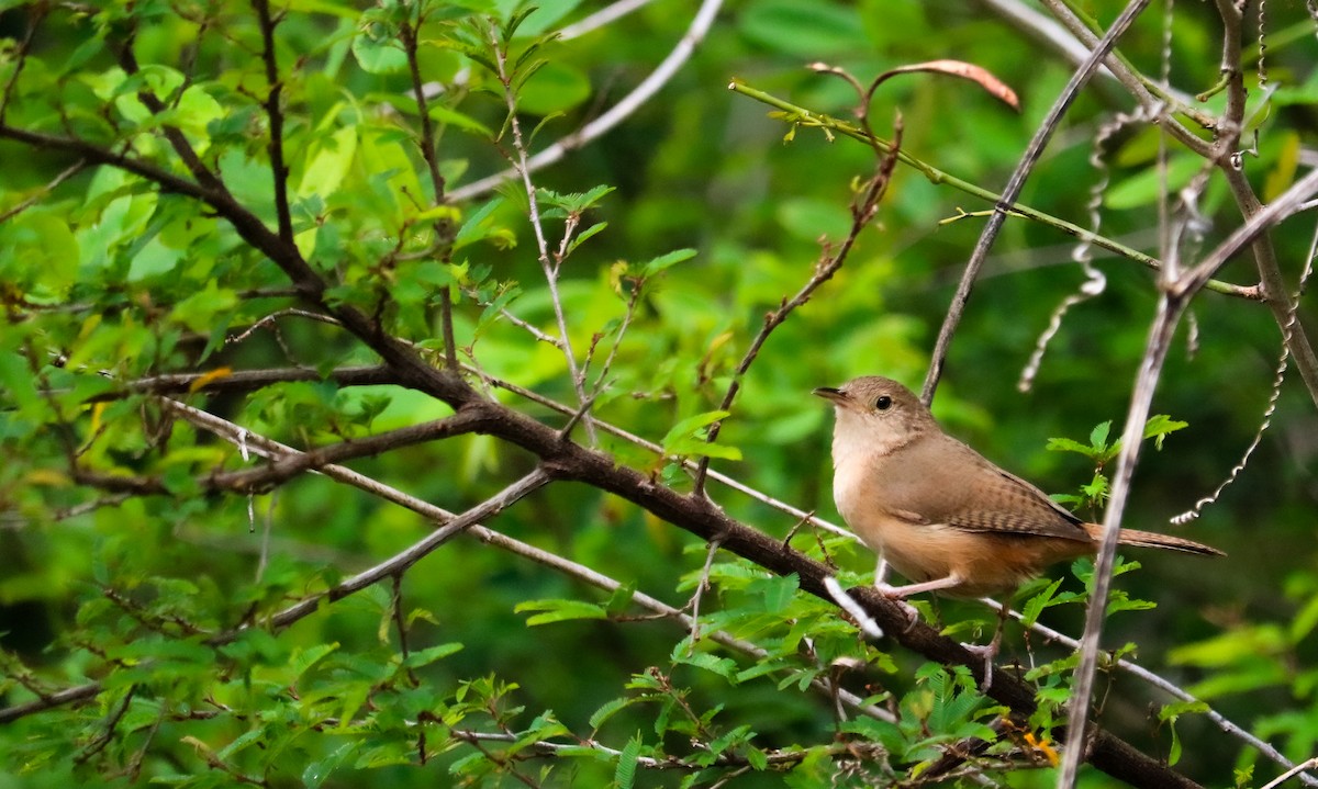 Chochín Criollo Sureño - ML646040577