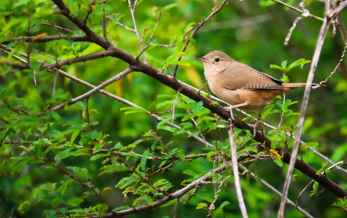 Chochín Criollo Sureño - ML646040578