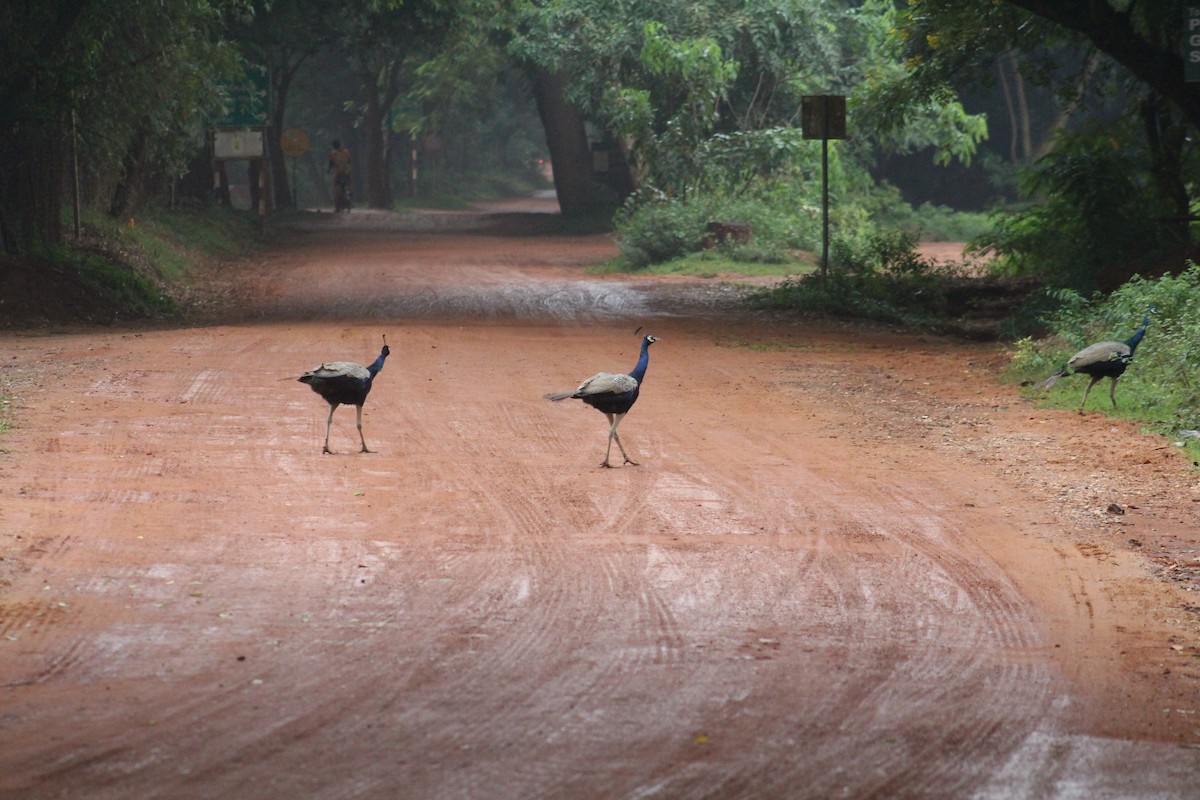 Pavo Real Común - ML646040579