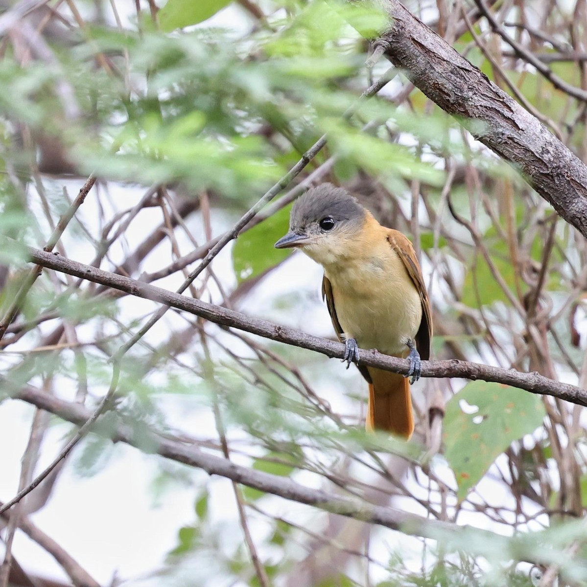 Anambé Grande - ML646040580