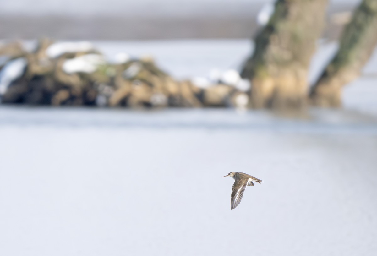 Andarríos Maculado - ML646040581