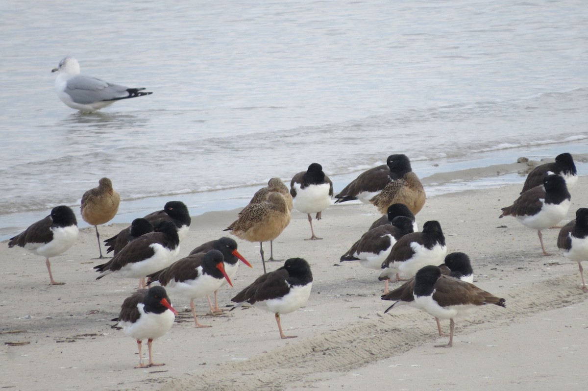 Marbled Godwit - ML646040582