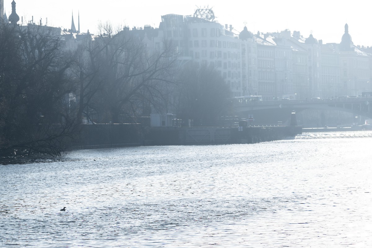 Colimbo Ártico - ML646040584