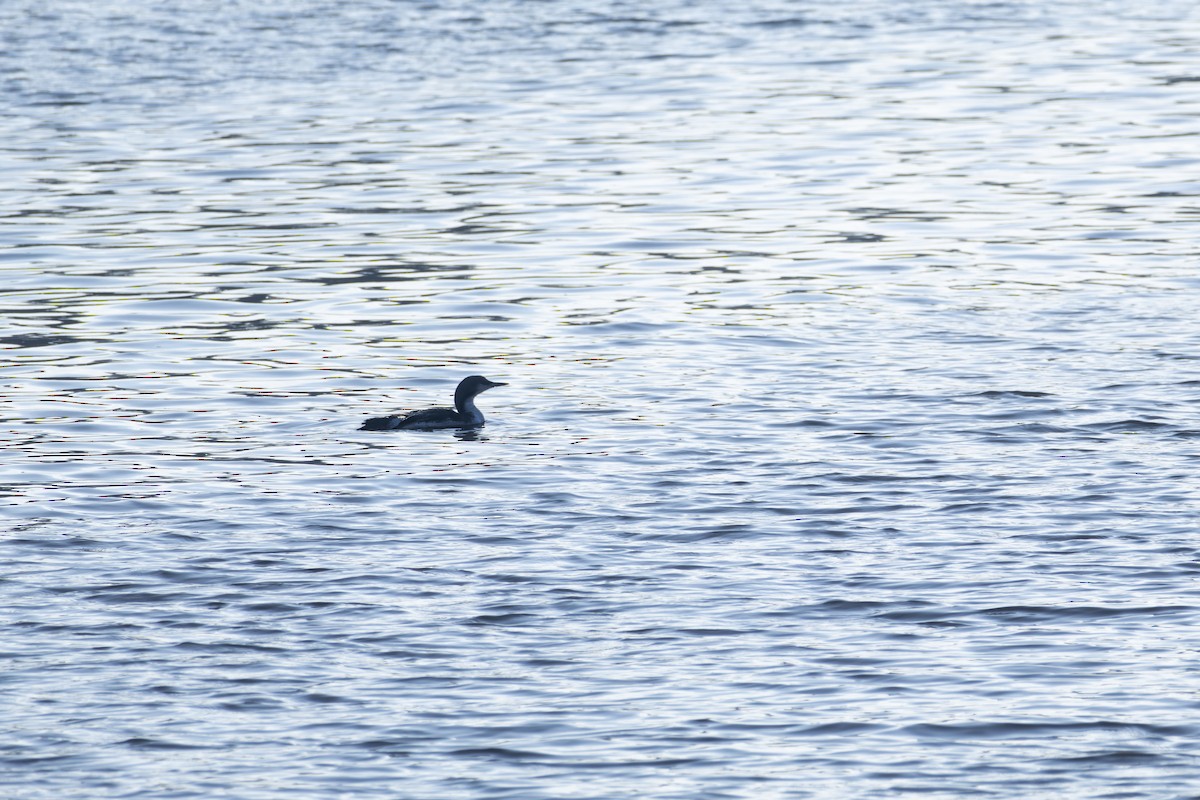 Colimbo Ártico - ML646040585
