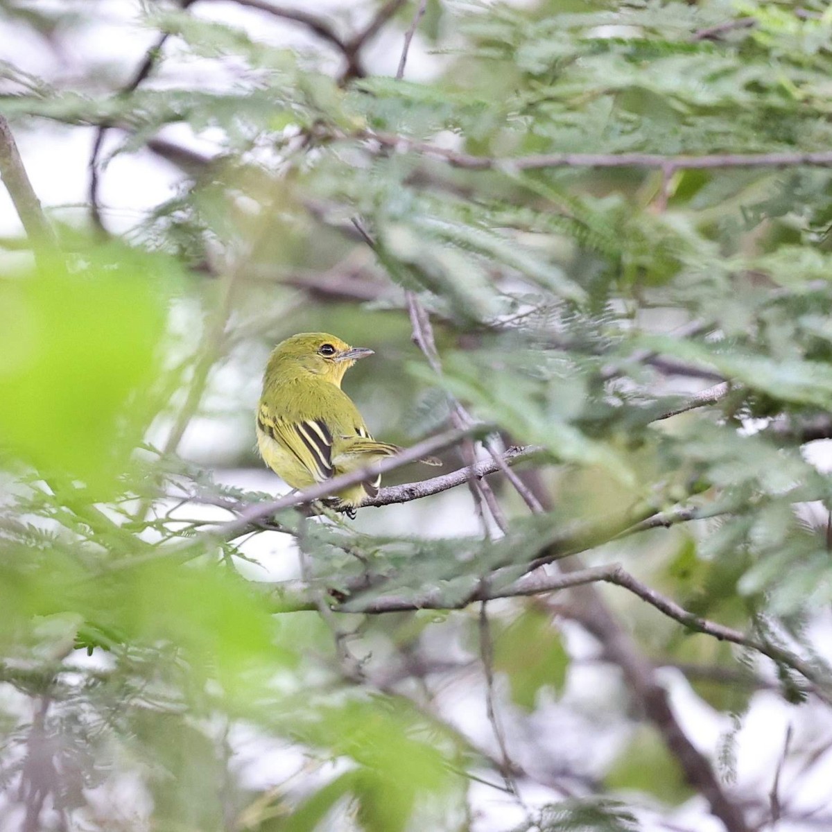 Picoplano Pechiamarillo - ML646040586