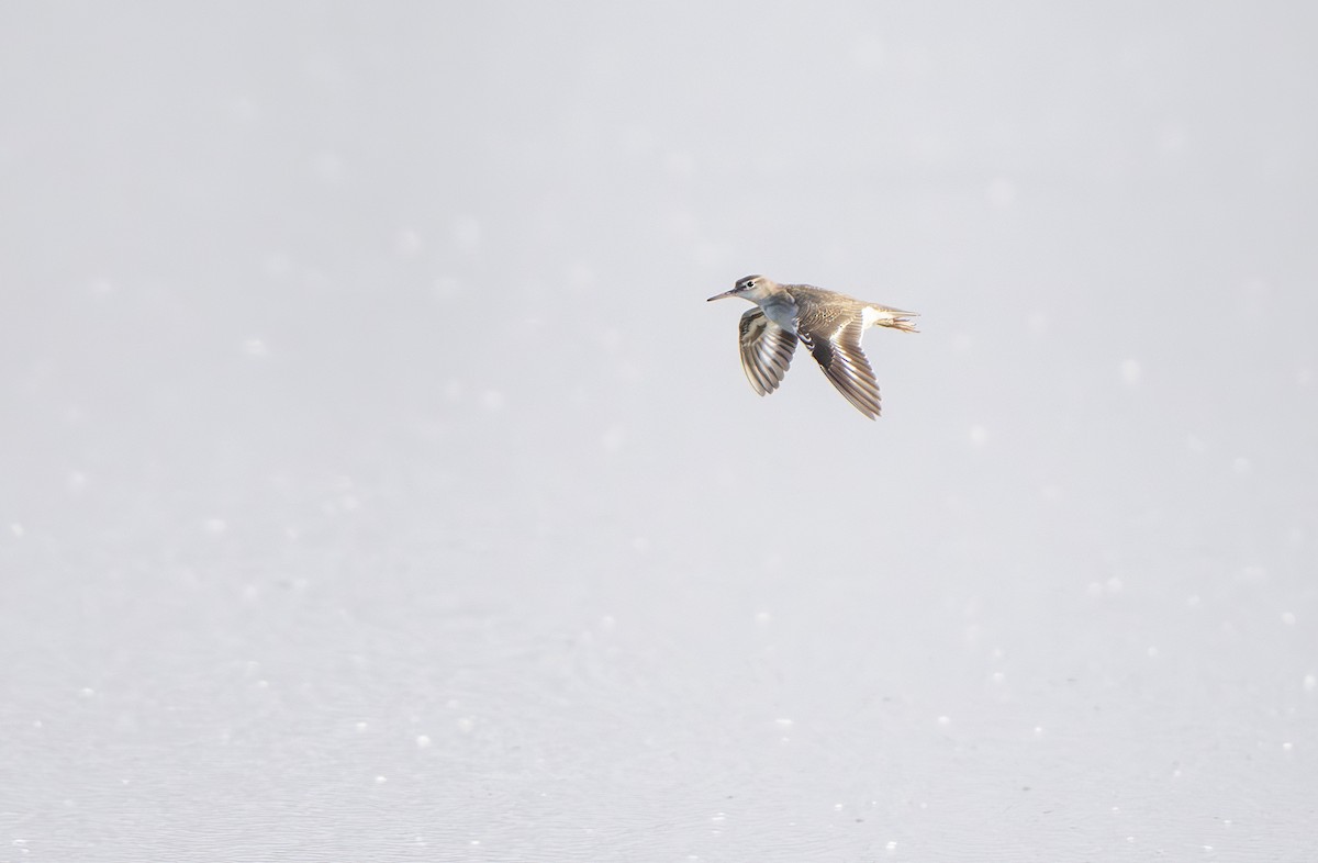 Andarríos Maculado - ML646040587