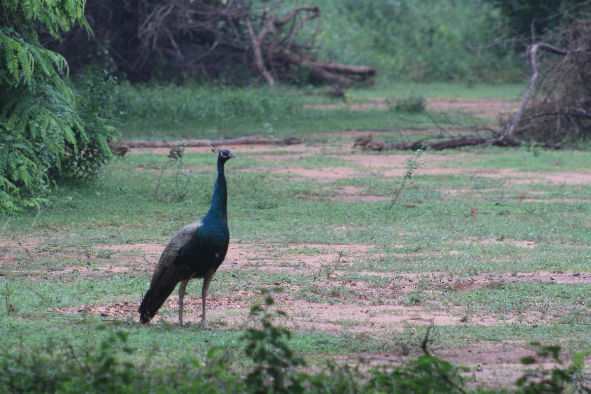Pavo Real Común - ML646040588