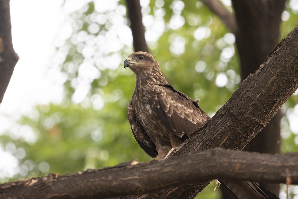 Milano Negro - ML646040589