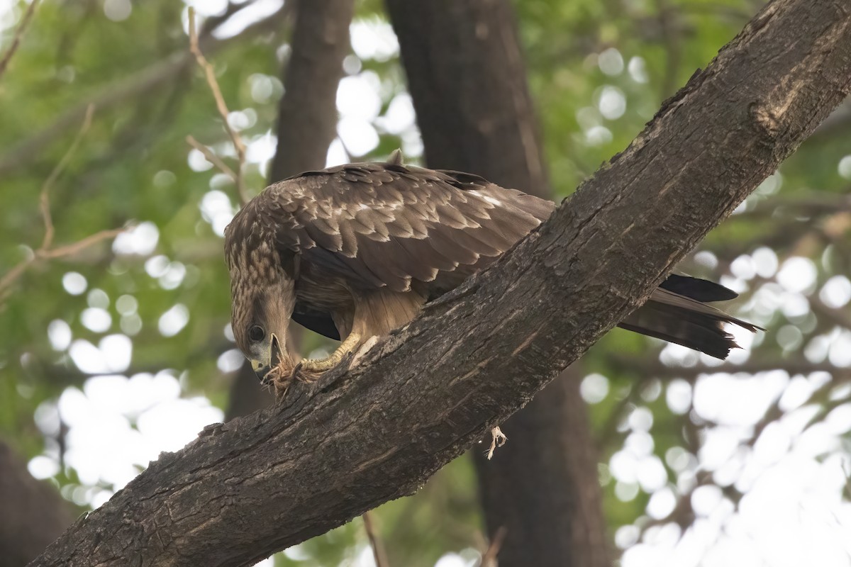 Milano Negro - ML646040590