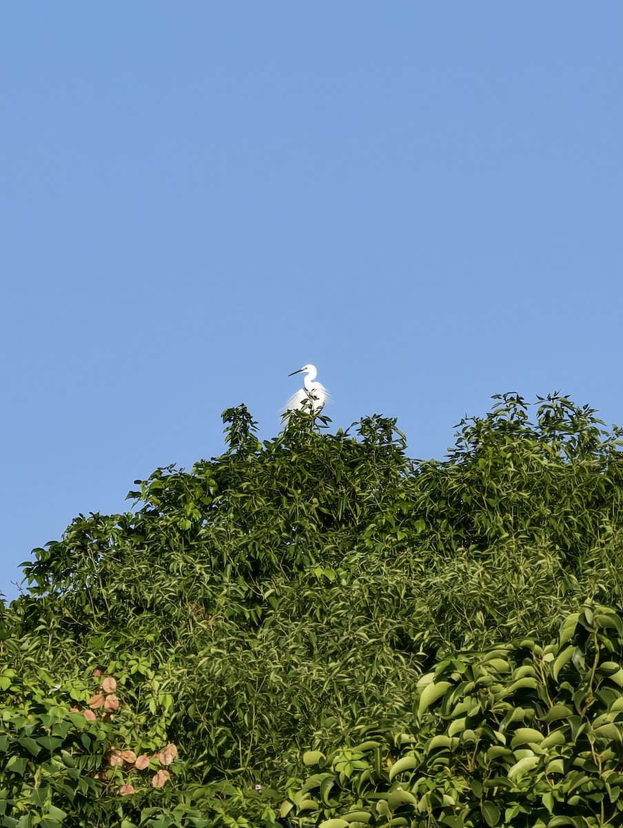 Garceta Común - ML646040591